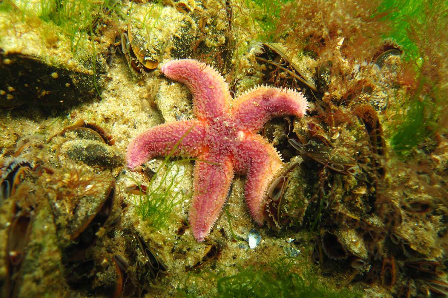 Seestern im Meerwasseraquarium