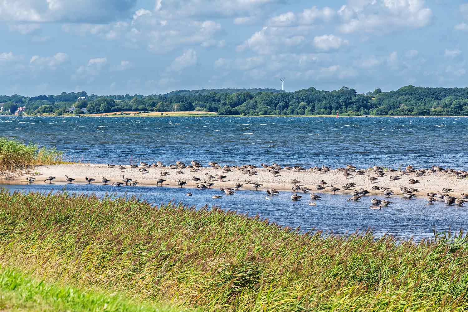 Landschaft an der Flensburger Förde mit Vogelkolonie.