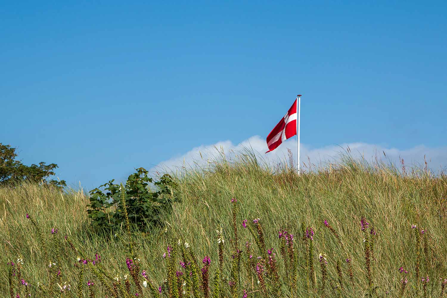 Dänische Flagge an einem Fahnenmast auf einer Wiese