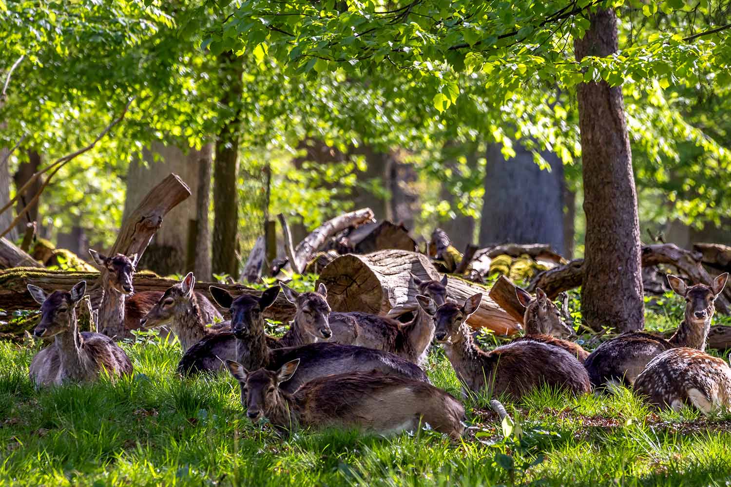 Rehe im Wildpark bei Malente
