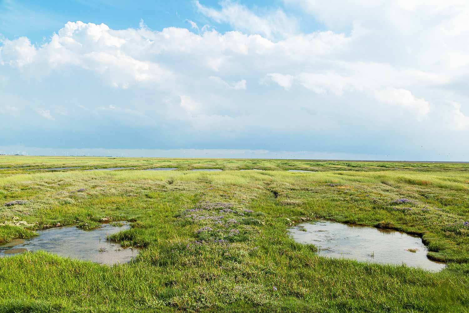 Die Salzwiesen in Friedrichskoog-Spitze an der Nordsee.
