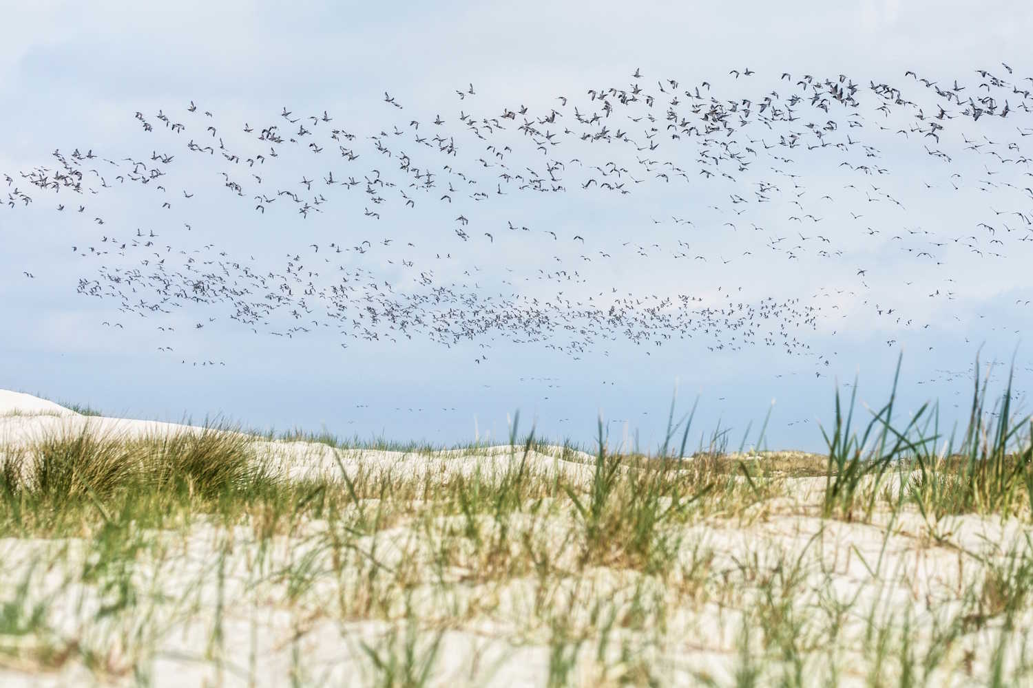 Vogelzug über Dünen auf Föhr