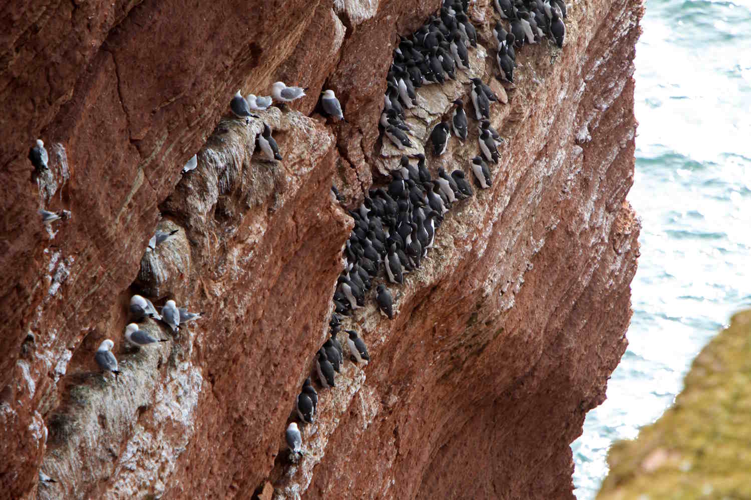 Trottellummen auf Helgoland