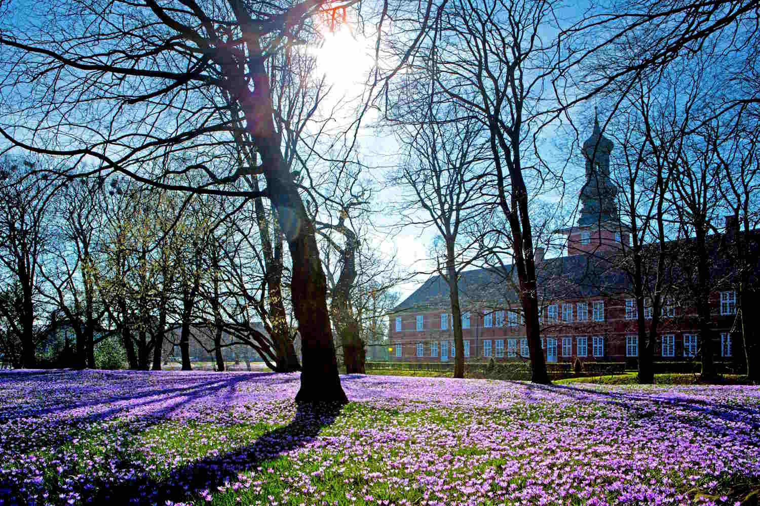 Krokusse im Schlosspark vor dem Schloss Husum