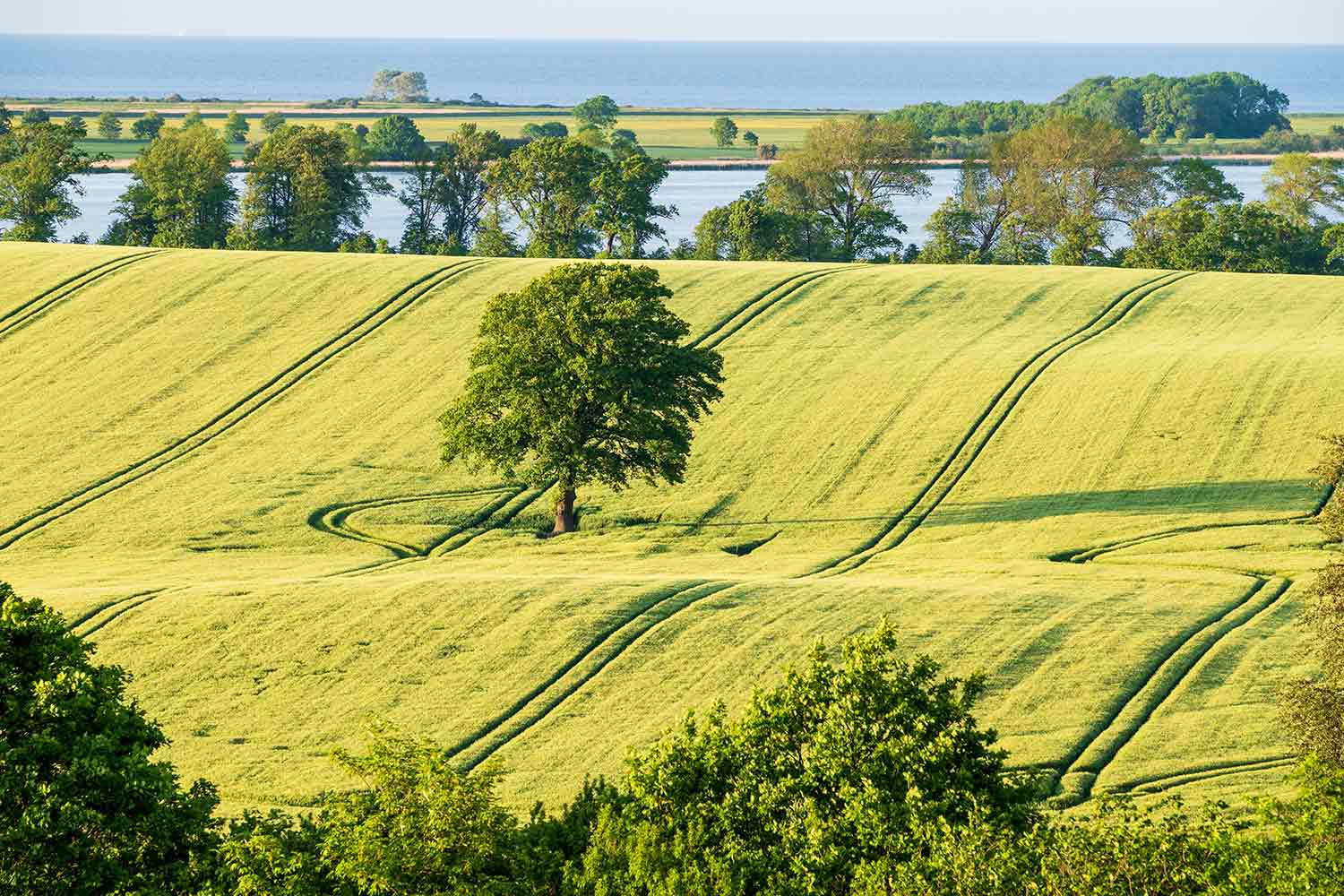 Kornfelder in der hügeligen Landschaft der Holsteinischen Schweiz