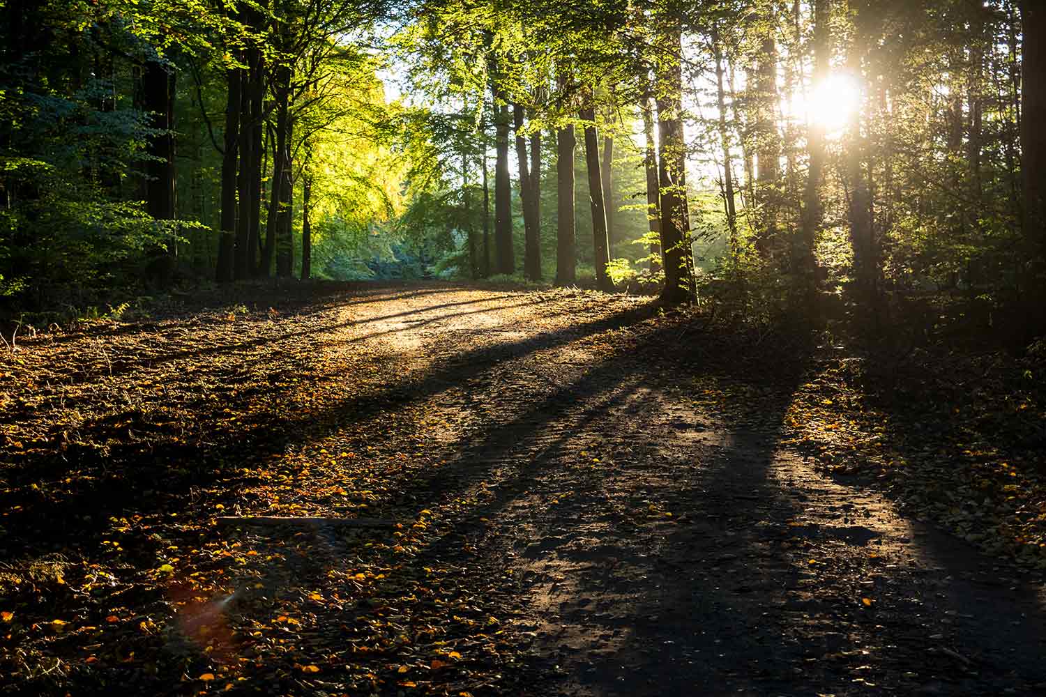 Sonnenlicht bricht Stimmungsvolles durch das Laub der Bäume im Sachsenwald bei Hamburg.
