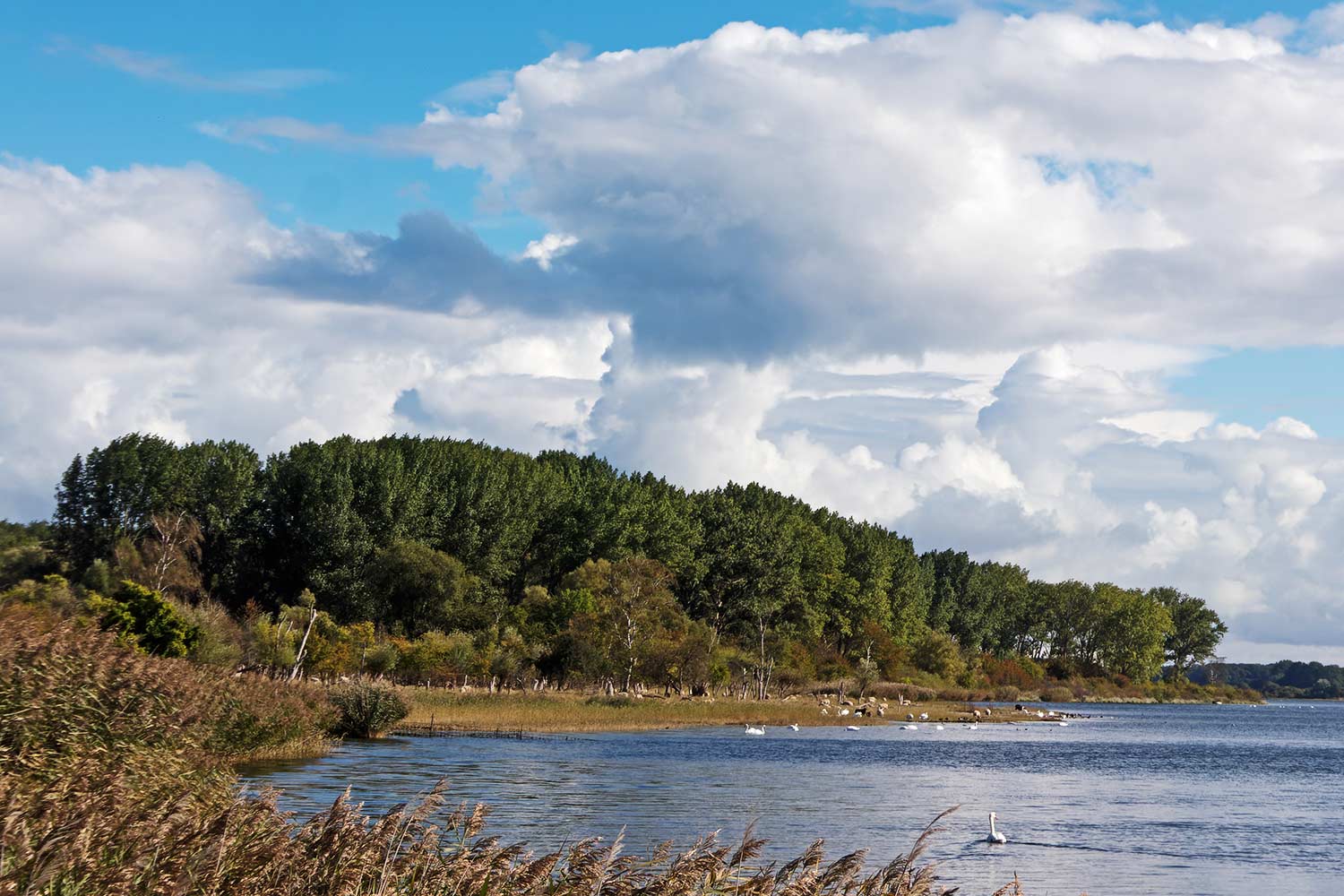 Das Naturschutzgebiet mit Vögeln auf dem Priwall