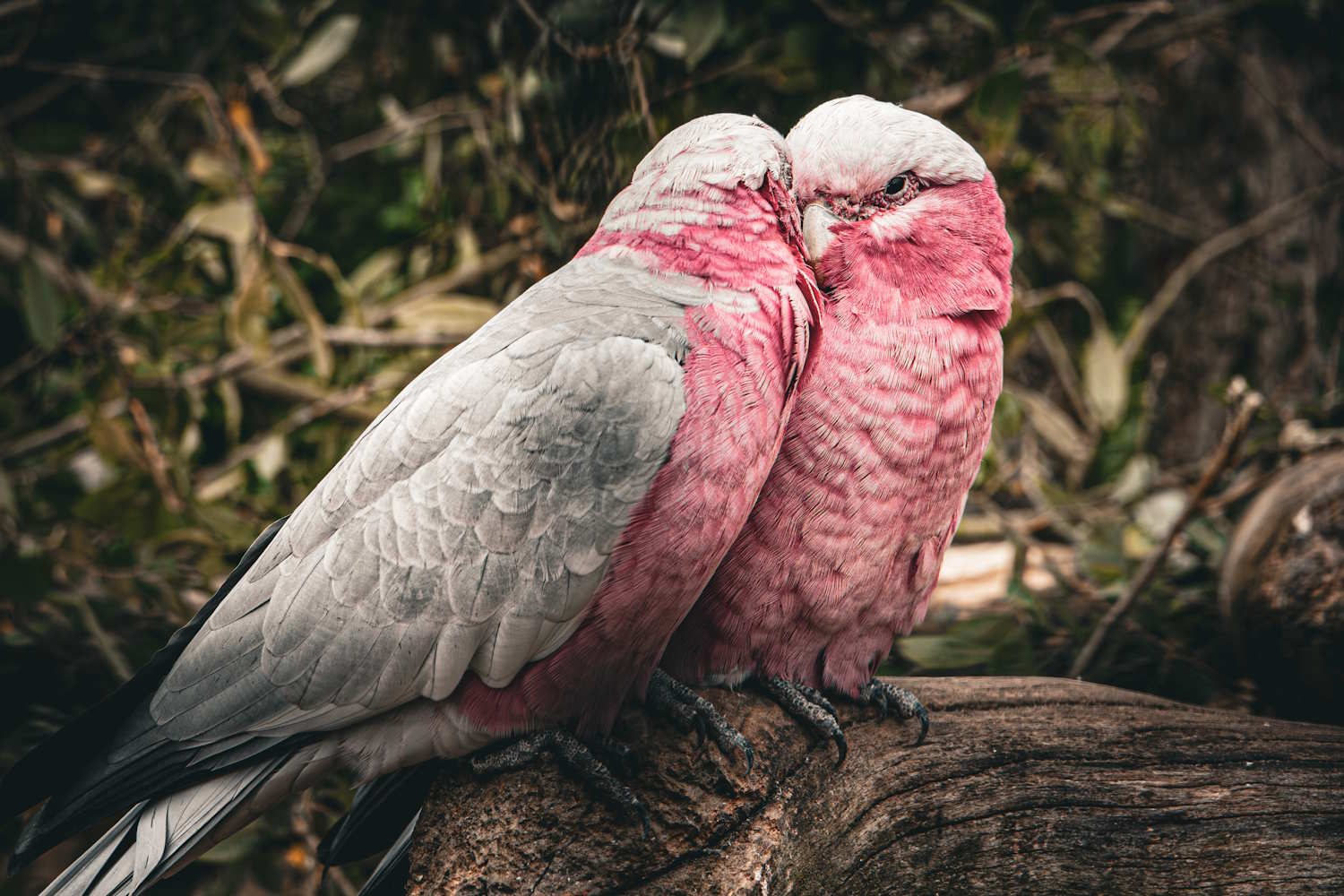 Rosa Kakadu im Vogelpark Niendorf