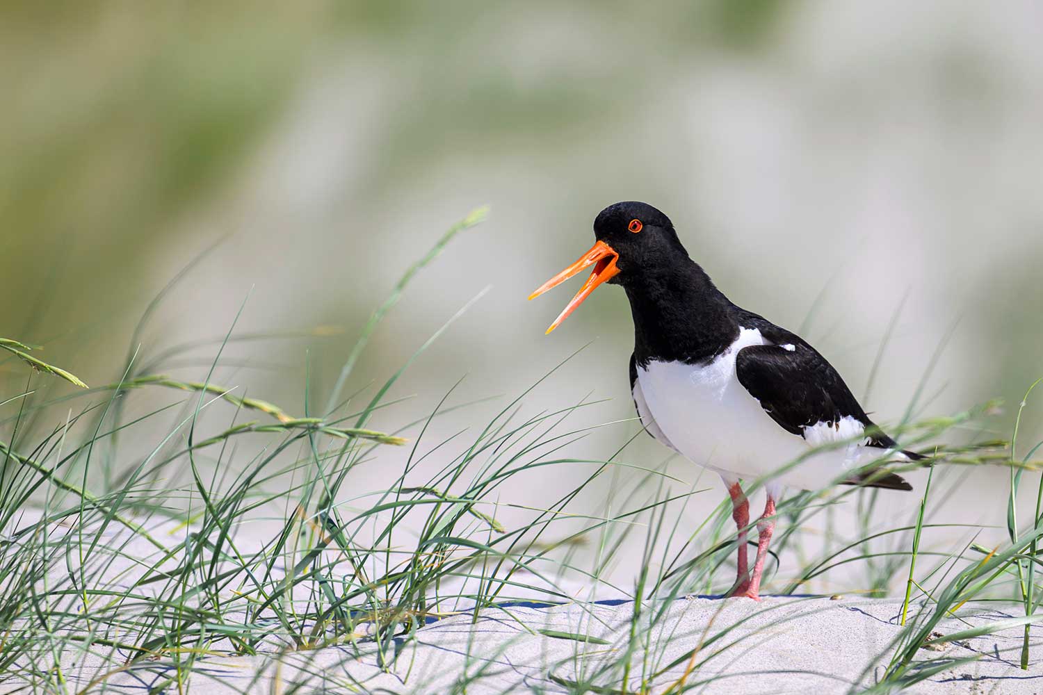 Ein Austernfischer in den Dünen des Priwalls