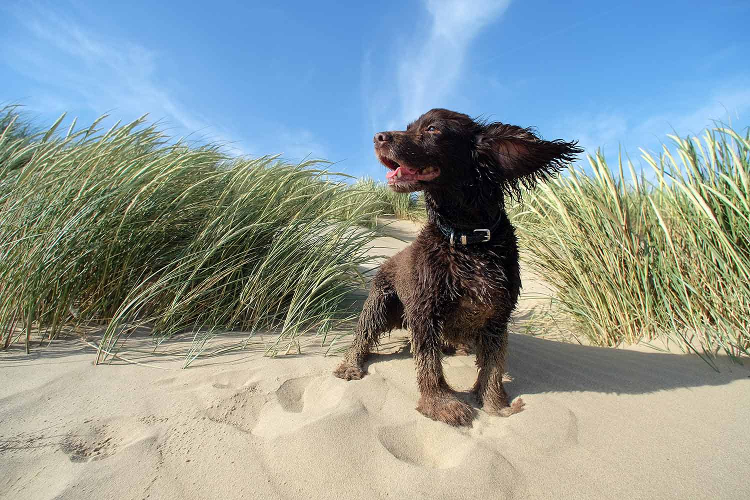 Ein Hund in den Dünen des Priwalls
